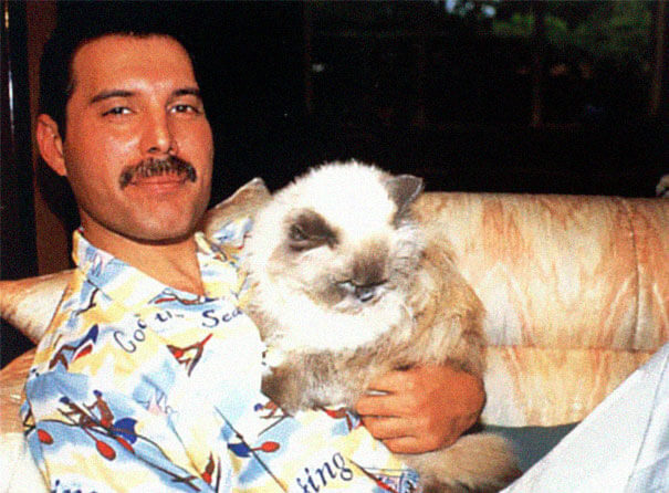 20 Epic Pictures Of Freddie Mercury And His Beautiful Cats