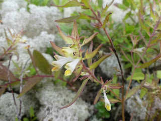 Mélampyre linéaire - Melampyrum lineare 