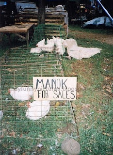 manok for sale