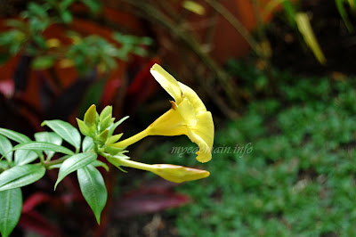 Simplymarrimye's Yellow is the Color of MIND and Intellect / Golden Trumpet (Allamanda Cathartica) - image 2