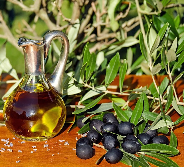 olive farming, olive farming business, commercial olive farming, how to start olive farming, olive farming profits, olive farming for beginners