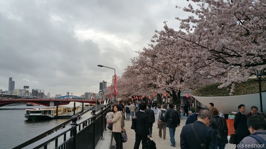 Some of the 1000 sakura trees planted at the riverside along Sumida River.