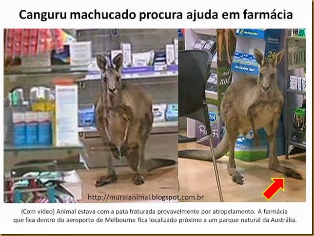 Canguru machucado procura ajuda em farmácia