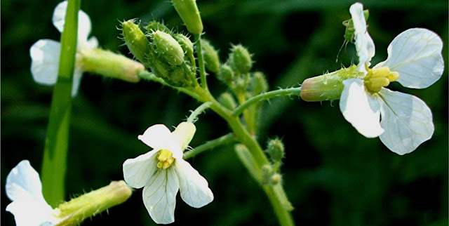 Rabanillo y plantas cruciferas