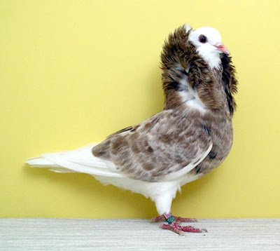 Old Dutch Capuchine Pigeon