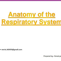 Respiratory System PPT | PDF
