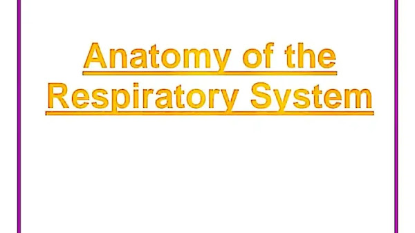 Respiratory System PPT | PDF