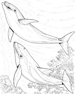 Coloring Pages Of Dolphins 4