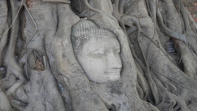 Ayutthaya testa nell'albero