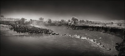 Wildlife Photography by Nick Brandt Seen On  www.coolpicturegallery.us