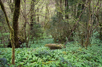 Springtime in the forest along Valserine river