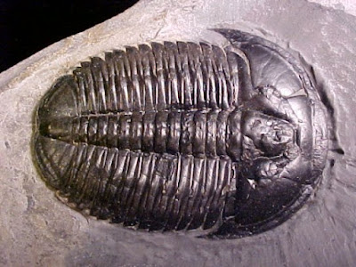 Elrathia adalah salah satu anggota trilobit yang paling sering ditemukan sebagai fosil. Hal ini disebabkan   jumlahnya yang sangat melimpah hingga mendominasi lautan purba