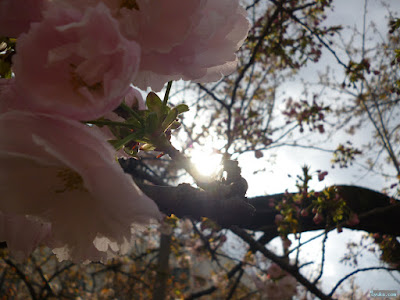 桜と太陽