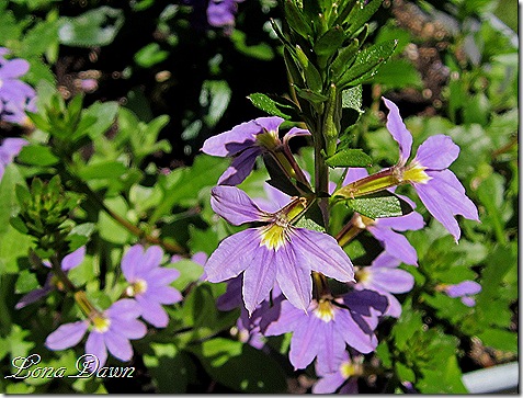 Scaevola_New_Wonder
