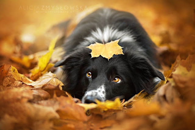 Fotos adoráveis de cachorros por Alicja Zmyslowska