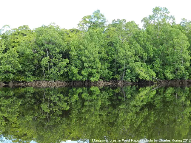 Guided Rainforest Tour with Charles Roring