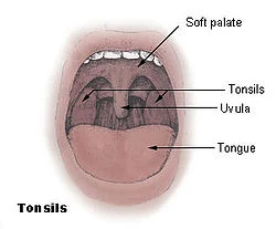 tonsils definition