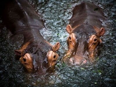 hippopotamuses water pictures animals