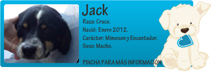 http://mirada-animal-toledo.blogspot.com.es/2014/02/jack-en-adopcion.html