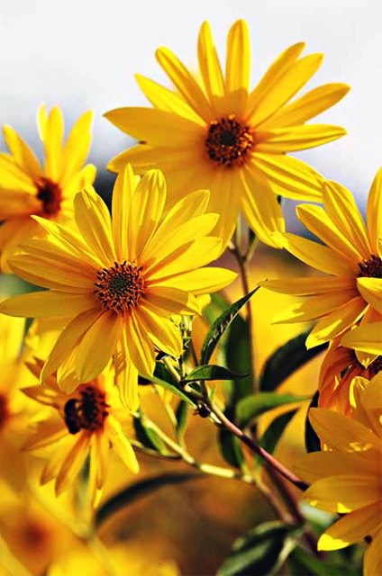 Pictures Of Beautiful Yellow Flowers