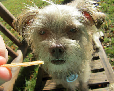 Bailey looking at a Meaty Mugs Chicken Jerky Dog Treat