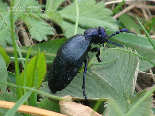 Meloe (Meloe) proscarabeus male DSC80431