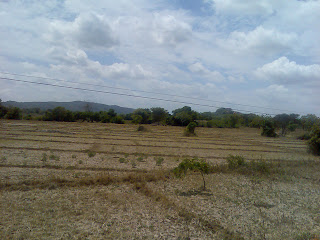 Beautiful Paddy fields in Sri Lanka