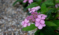 hortensien-bluetezeit Japanische Teehortensie Pink