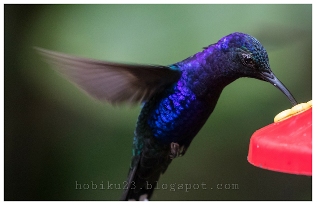 Mengenal Burung Kolibri Yang Kecil Tapi Indah