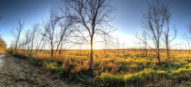 Just before sunset at a field in George Bush park - Houston, Texas - HDR - Panoramic