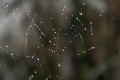 spider web photographer