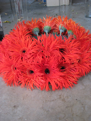 wedding orange gerber daisy 