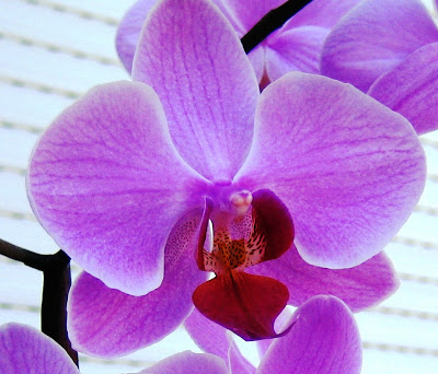 Orchid Flower's Beautiful Image