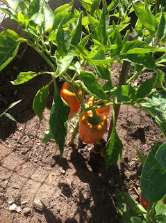 Orange Peppers