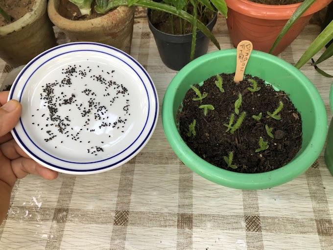 How to Grow Dragon Fruit from Seed: A Complete Guide