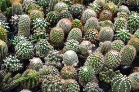  Philippine  Culture and Surprises Cactus and Succulents