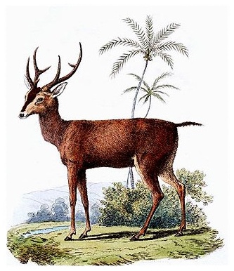 Gambar Rusa Hutan | Dunia Binatang