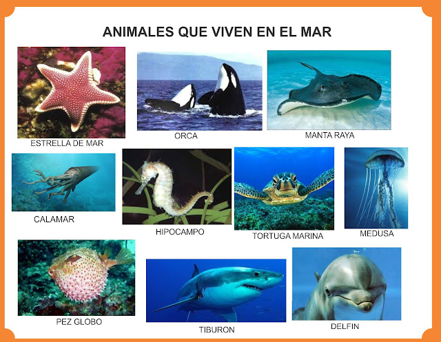 Ejemplos de animales que viven en el mar.