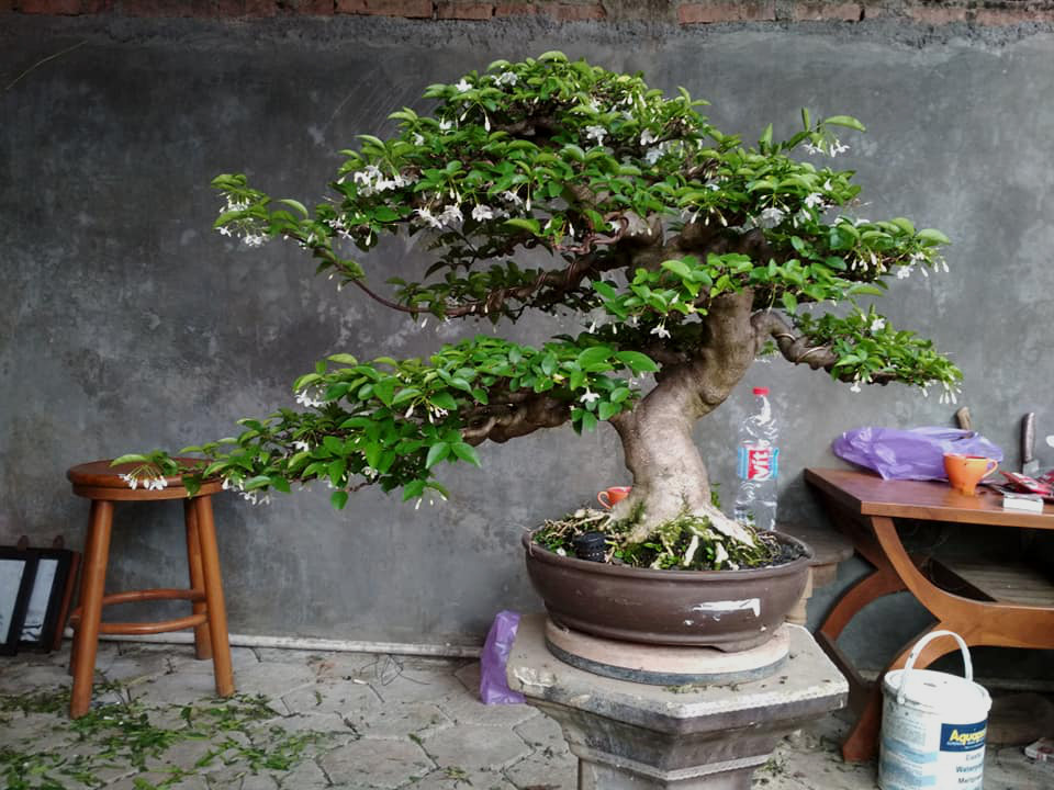 Membuat Bonsai dari Nol Sampai Juara