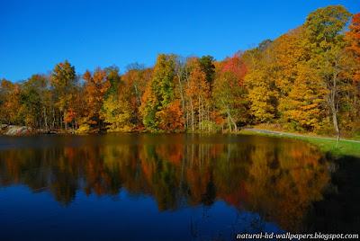 beautiful water and trees