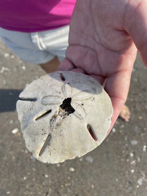 The first sand dollar I found. It was almost a complete shell with only a tiny piece missing on the top of the shell. It has 5 slits in it on the outer part of the circle that makes up the shell. I am holding the shell. Below my hand is very wet sand.