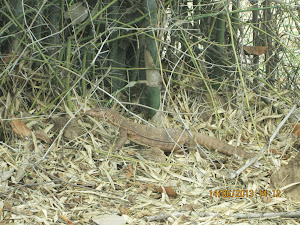 Last wildlife sighting of the tour :- A "Monitor Lizard" photographed from our car.