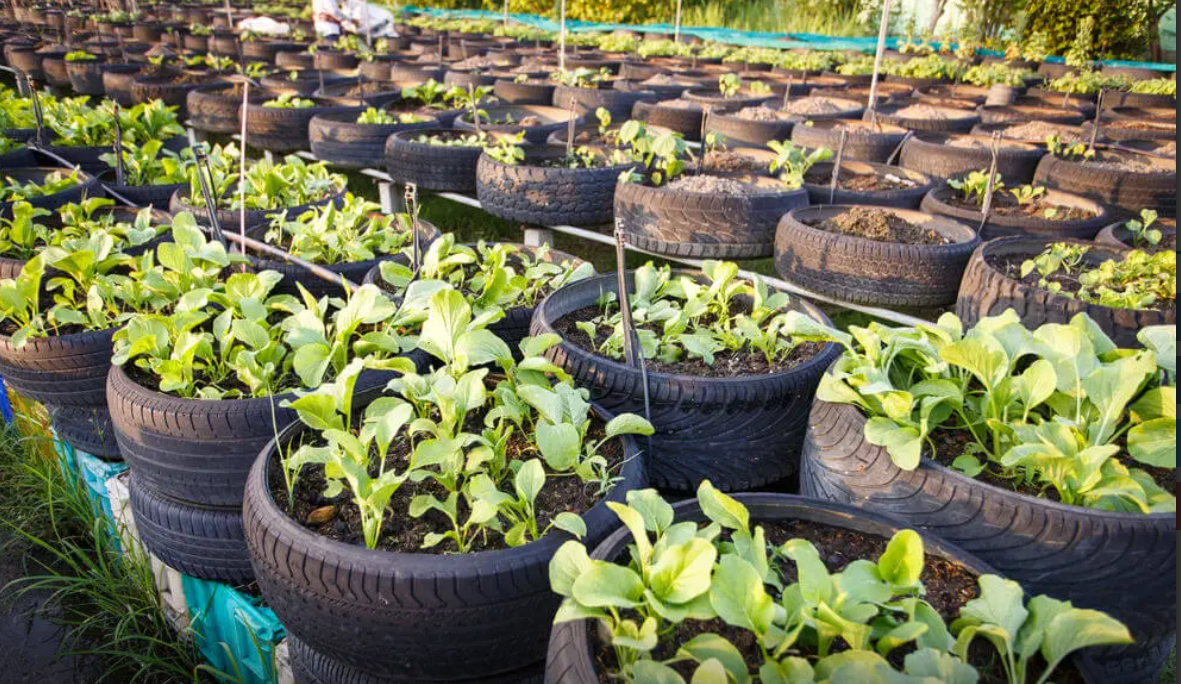 onsequently, the idea of kitchen garden is gaining attention from families who wish to grow what they eat. A lot of designs are out there and families