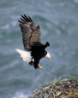 Army Efforts Contribute to Removal of Bald Eagle from Endangered Species List, Photo by Dave Menke, courtesy U.S. Fish and Wildlife Service, June 28, 2007