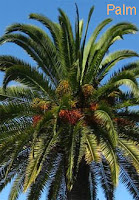 palm