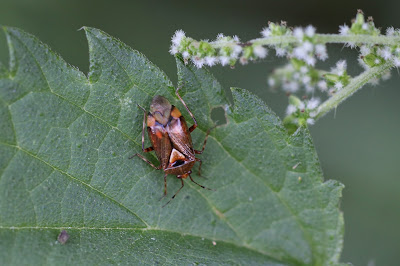 Esdoornhalsbandwants - - Deraeocoris flavilinea