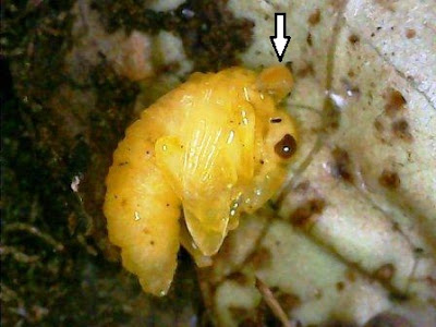Parasitoid pupa