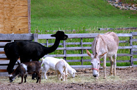 Donkey, lama and goats