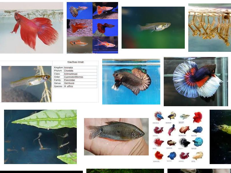 Ikan Pemakan Jentik Nyamuk di Sekitar Kita