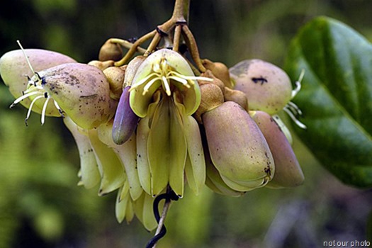 Mucuna urens